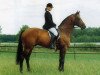 stallion Bredero (Dutch Warmblood, 1983, from Notaris)