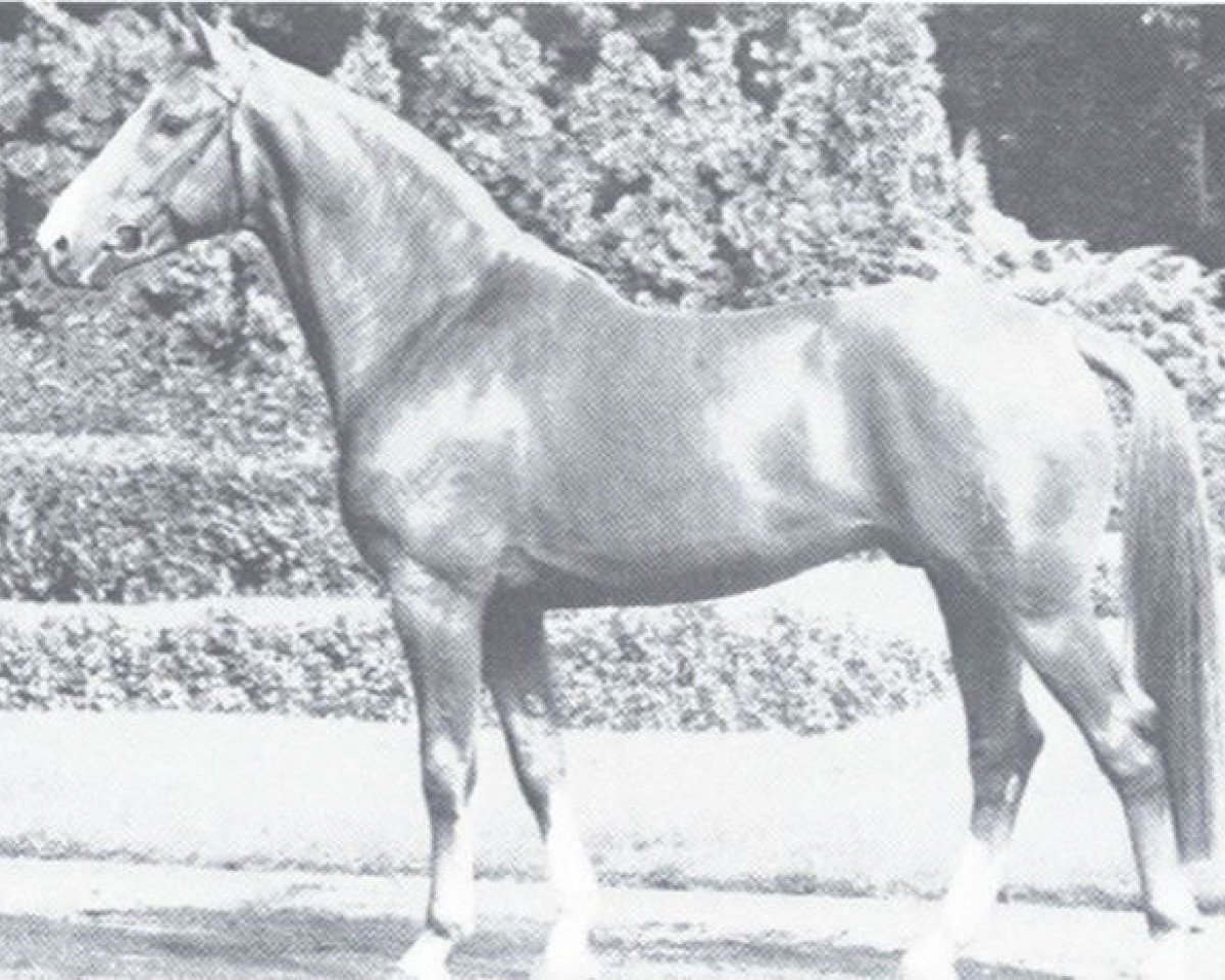 Deckhengst Dilettant (Westfale, 1968, von Diplomat)