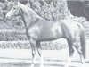 stallion Dilettant (Westphalian, 1968, from Diplomat)