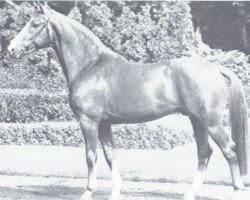 stallion Dilettant (Westphalian, 1968, from Diplomat)