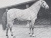 stallion Cansas (Holsteiner, 1975, from Cor de la Bryère)