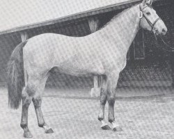 stallion Cansas (Holsteiner, 1975, from Cor de la Bryère)