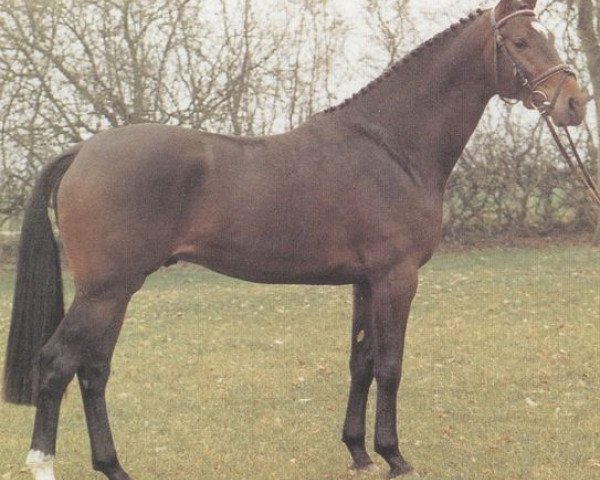 Deckhengst Larinero (Holsteiner, 1985, von Ladalco)