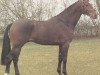 stallion Larinero (Holsteiner, 1985, from Ladalco)