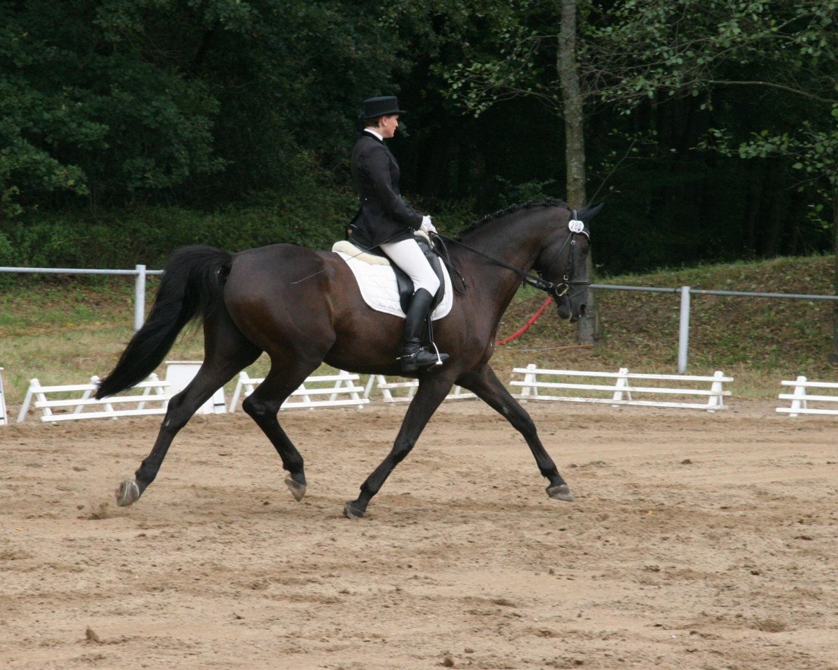 dressage horse Morning Star 35 (Trakehner, 1999, from Hohenstein I)
