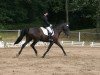 dressage horse Morning Star 35 (Trakehner, 1999, from Hohenstein I)