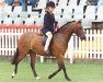 broodmare Gwersyllt Town Mouse (Welsh Partbred,  , from Burstye Trajan)