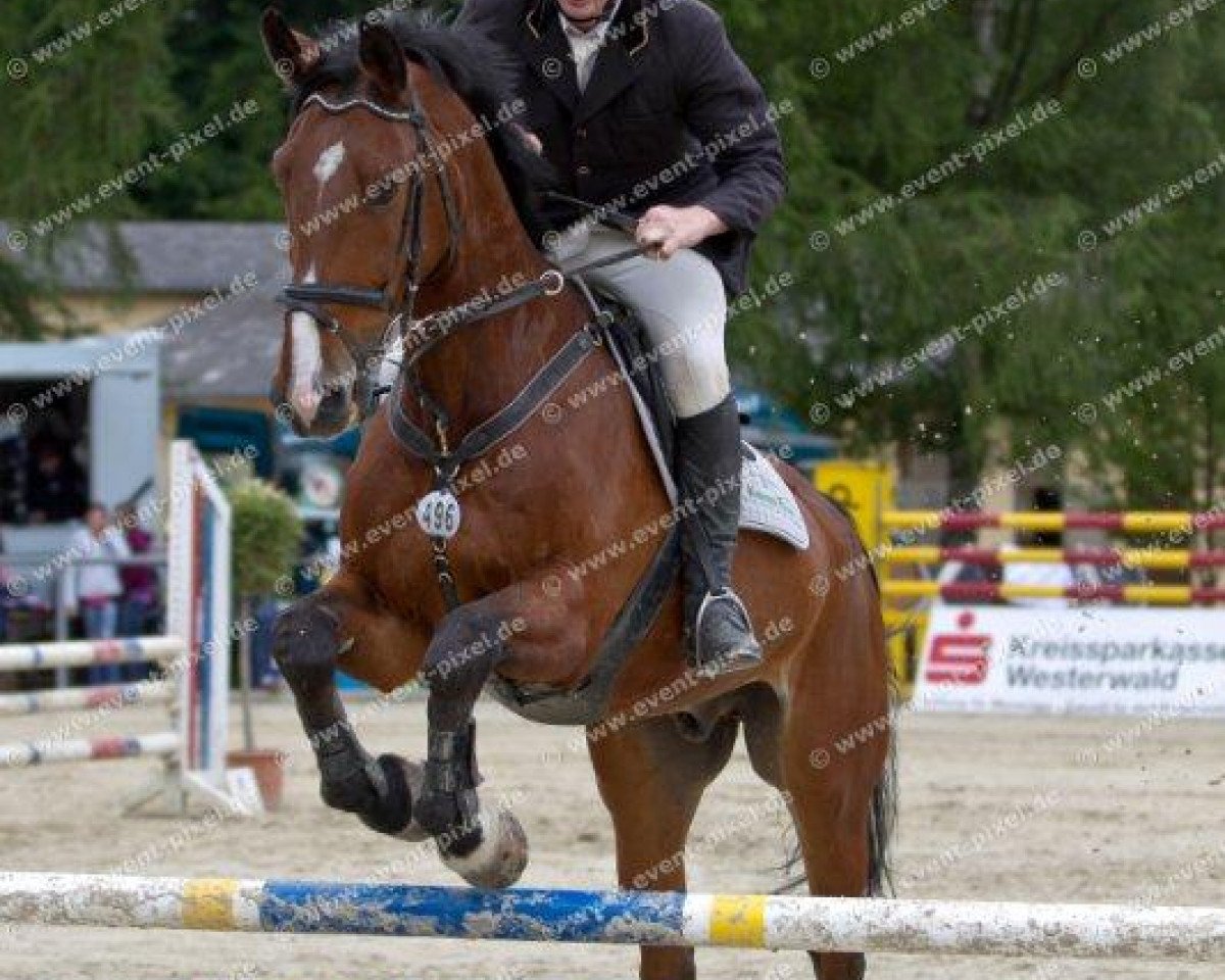 Springpferd Piket (KWPN (Niederländisches Warmblut), 1997, von Sable Rose)