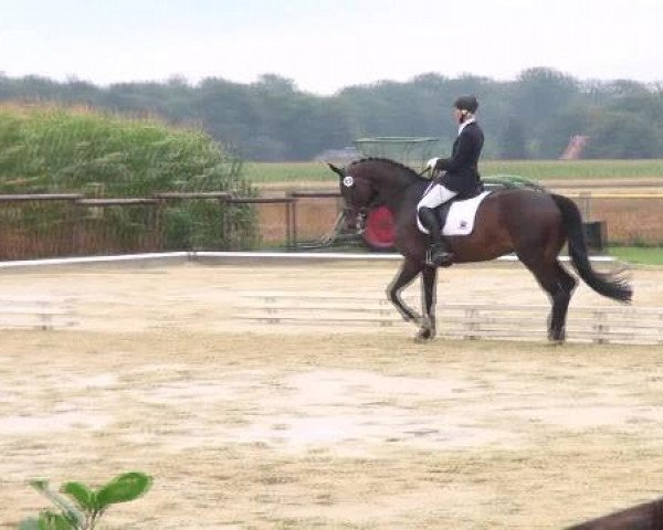 dressage horse Stella 753 (Westphalian, 2005, from Sir Donnerhall I)