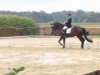 dressage horse Stella 753 (Westphalian, 2005, from Sir Donnerhall I)