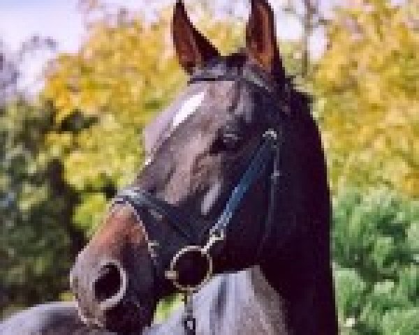 broodmare Giuditta (Trakehner, 1991, from Angard)