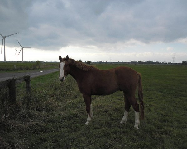 Pferd Little Bit Funny (Westfale, 2009, von Lizarazu)