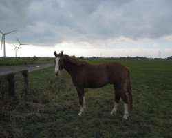 horse Little Bit Funny (Westphalian, 2009, from Lizarazu)