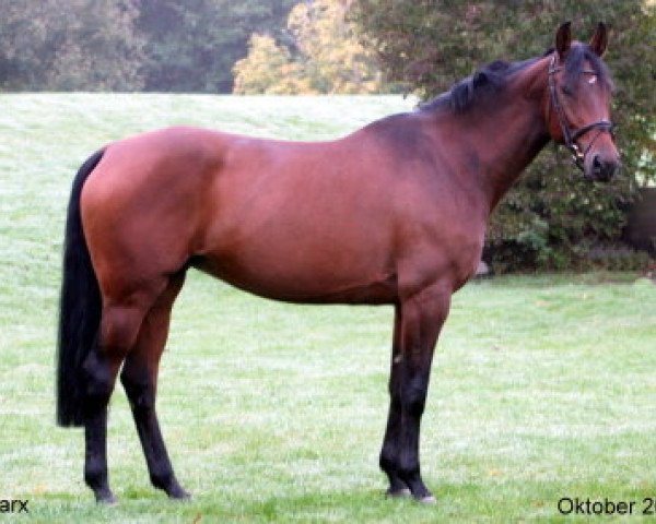 broodmare Zoe Chantal (Holsteiner, 2007, from Mighty Magic)