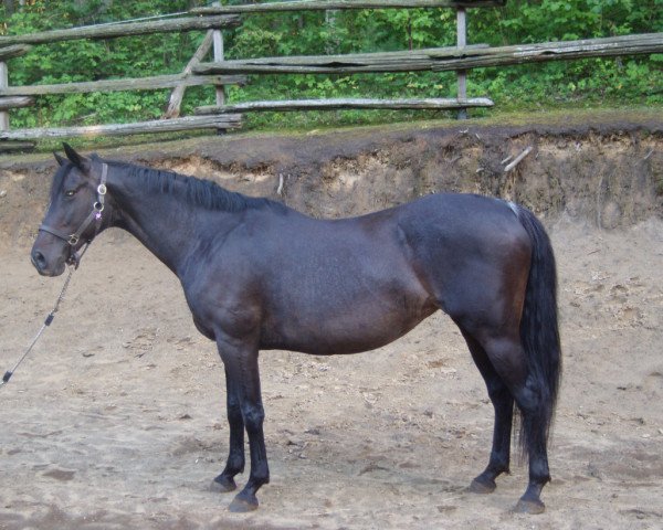 Zuchtstute Untouchable B (Schwedisches Warmblut,  , von Gambit)