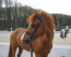 horse Pik Bube (German Riding Pony, 1992, from Power Boy)