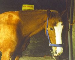 dressage horse Little Sugar Doll (Little German Riding Horse, 1997, from Lenclos)