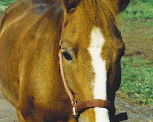 Pferd Pauly (New-Forest-Pony, 1990, von Parson)