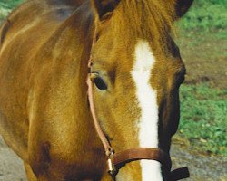 Pferd Pauly (New-Forest-Pony, 1990, von Parson)