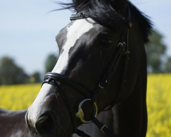 broodmare Rucoola (Hanoverian, 2000, from Rotspon)