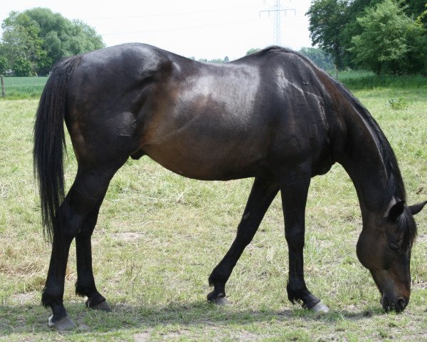 Pferd Akashan xx (Englisches Vollblut, 1990, von M-Lolshan xx)