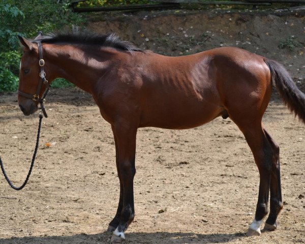 Springpferd Ardimas (Kanadisches Warmblut, 2012, von Apiro)