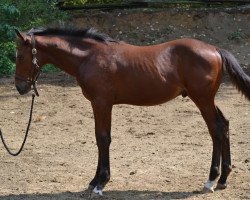 Pferd Ardimas (Kanadisches Warmblut, 2012, von Apiro)