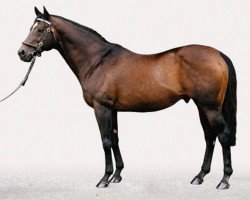 stallion Polish Precedent xx (Thoroughbred, 1986, from Danzig xx)