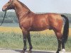 stallion Faisal (Westphalian, 1976, from Frühlingstraum II)