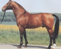 stallion Faisal (Westphalian, 1976, from Frühlingstraum II)