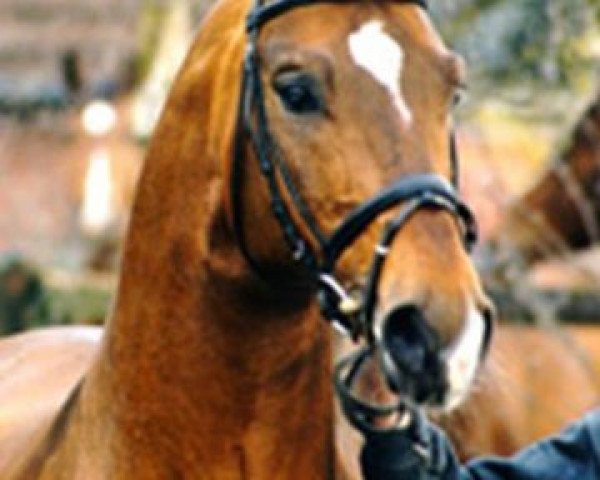 stallion Amoroso Assai (Hanoverian, 1988, from Akzent I)