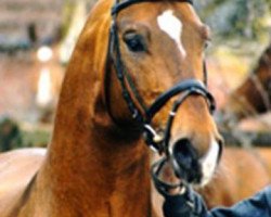 stallion Amoroso Assai (Hanoverian, 1988, from Akzent I)