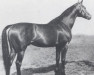 Pferd Manolete xx (Englisches Vollblut, 1955, von Asterios xx)