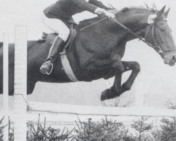 stallion Markus (Oldenburg, 1963, from Manolete xx)