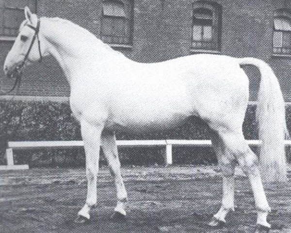 stallion Weingraf (Hanoverian, 1968, from Weingau)