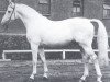 stallion Weingraf (Hanoverian, 1968, from Weingau)
