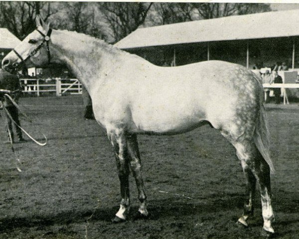 Pferd Maestose xx (Englisches Vollblut, 1962, von Sovereign Path xx)