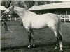 stallion Maestose xx (Thoroughbred, 1962, from Sovereign Path xx)