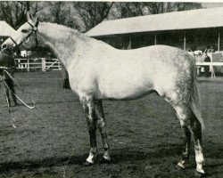 stallion Maestose xx (Thoroughbred, 1962, from Sovereign Path xx)