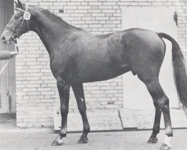 stallion Maracaibo (Holsteiner, 1975, from Maestose xx)