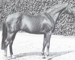 stallion Lucius xx (Thoroughbred, 1959, from Antonio Canale xx)