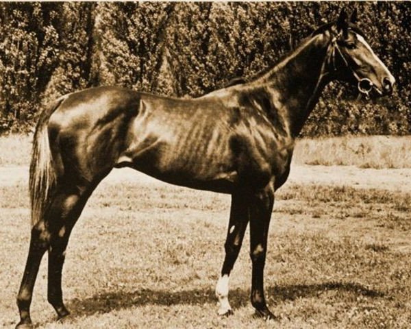 stallion Luciano xx (Thoroughbred, 1964, from Henry The Seventh xx)