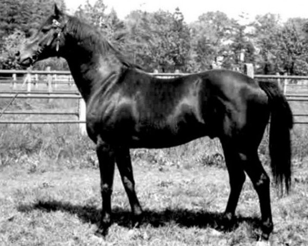 stallion Cil xx (Thoroughbred, 1978, from Luciano xx)