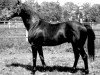 stallion Cil xx (Thoroughbred, 1978, from Luciano xx)