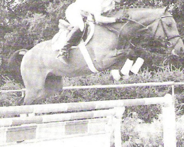 stallion No Limit (KWPN (Royal Dutch Sporthorse), 1993, from Nimmerdor)