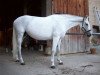 broodmare Lady Lisa (Württemberger, 1996, from Cento)