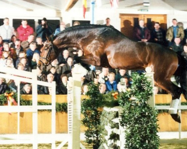 stallion Cadiz (Hanoverian, 1990, from Calypso II)