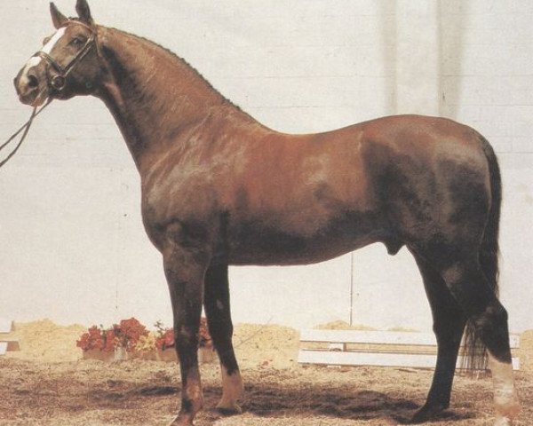 horse Absinth (Hanoverian, 1973, from Absatz)