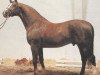 stallion Absinth (Hanoverian, 1973, from Absatz)