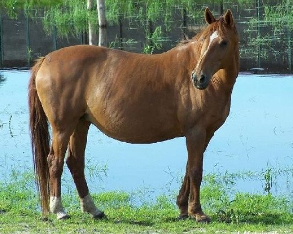 broodmare Flori (Westphalian, 1988, from Frühlingsball)